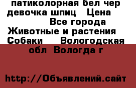 патиколорная бел/чер девочка шпиц › Цена ­ 15 000 - Все города Животные и растения » Собаки   . Вологодская обл.,Вологда г.